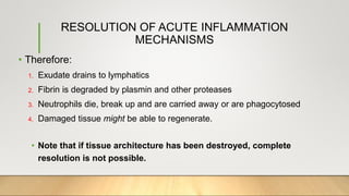 RESOLUTION OF ACUTE INFLAMMATION
MECHANISMS
• Therefore:
1. Exudate drains to lymphatics
2. Fibrin is degraded by plasmin and other proteases
3. Neutrophils die, break up and are carried away or are phagocytosed
4. Damaged tissue might be able to regenerate.
• Note that if tissue architecture has been destroyed, complete
resolution is not possible.
 