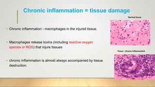 Chronic inflammation = tissue damage
• Chronic inflammation - macrophages in the injured tissue.
• Macrophages release toxins (including reactive oxygen
species or ROS) that injure tissues
• chronic inflammation is almost always accompanied by tissue
destruction.
Normal tissue
Tissue : chronic inflammation
 