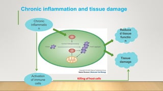 Chronic inflammation and tissue damage
Reduce
d tissue
functio
n
Tissue
damage
Chronic
inflammatio
n
Activation
of immune
cells
Killing of host cells
 