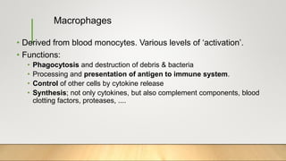 Macrophages
• Derived from blood monocytes. Various levels of ‘activation’.
• Functions:
• Phagocytosis and destruction of debris & bacteria
• Processing and presentation of antigen to immune system.
• Control of other cells by cytokine release
• Synthesis; not only cytokines, but also complement components, blood
clotting factors, proteases, ....
 