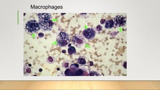 Macrophages
 