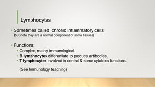Lymphocytes
• Sometimes called ‘chronic inflammatory cells’
(but note they are a normal component of some tissues)
• Functions:
• Complex, mainly immunological.
• B lymphocytes differentiate to produce antibodies.
• T lymphocytes involved in control & some cytotoxic functions.
(See Immunology teaching)
 