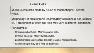 ‘Giant’ Cells
• Multinucleate cells made by fusion of macrophages. Several
types.
• Morphology of most chronic inflammatory reactions is non-specific,
BUT proportions of each cell type may vary in different conditions.
• For example:
• Rheumatoid arthritis: Mainly plasma cells.
• Chronic gastritis: Mainly lymphocytes.
• Leishmaniasis (a protozoal infection): Mainly macrophages.
• Giant cell type may be a help to diagnosis.
 