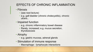 EFFECTS OF CHRONIC INFLAMMATION
• Fibrosis
• (see next lecture)
• e.g. gall bladder (chronic cholecystitis), chronic
ulcers..
• Impaired function
• e.g. chronic inflammatory bowel disease
• Rarely, increased; e.g. mucus secretion,
thyrotoxicosis
• Atrophy
• e.g. gastric mucosa, adrenal glands
• Stimulation of immune response
• Macrophage - lymphocyte interactions
 