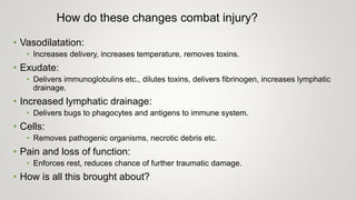 How do these changes combat injury?
• Vasodilatation:
• Increases delivery, increases temperature, removes toxins.
• Exudate:
• Delivers immunoglobulins etc., dilutes toxins, delivers fibrinogen, increases lymphatic
drainage.
• Increased lymphatic drainage:
• Delivers bugs to phagocytes and antigens to immune system.
• Cells:
• Removes pathogenic organisms, necrotic debris etc.
• Pain and loss of function:
• Enforces rest, reduces chance of further traumatic damage.
• How is all this brought about?
 