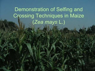 Demonstration of Selfing and
Crossing Techniques in Maize
(Zea mays L.)
 
