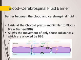 Blood–Cerebrospinal Fluid Barrier
Barrier between the blood and cerebrospinal fluid .
• Exists at the Choroid plexus and Similar to Blood-
Brain Barrier(BBB)
• Allows the movement of only those substances,
which are allowed by BBB.
 