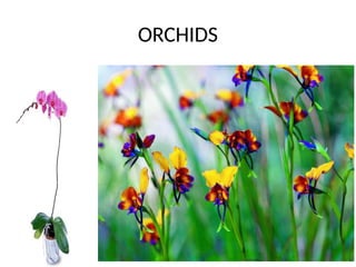Flower Arrangement with the identification of flowers | PPTX