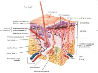 Lect 6 wound mangement | PPT