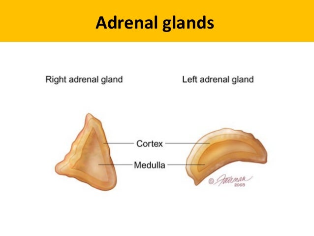 adrenal glands disorder