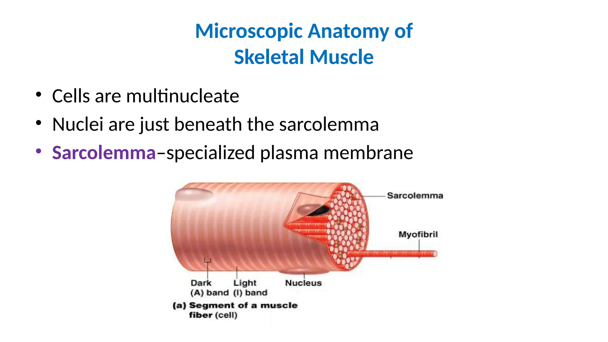 Microscopic Anatomy of
Skeletal Muscle
• Cells are multinucleate
• Nuclei are just beneath the sarcolemma
• Sarcolemma–specialized plasma membrane
 