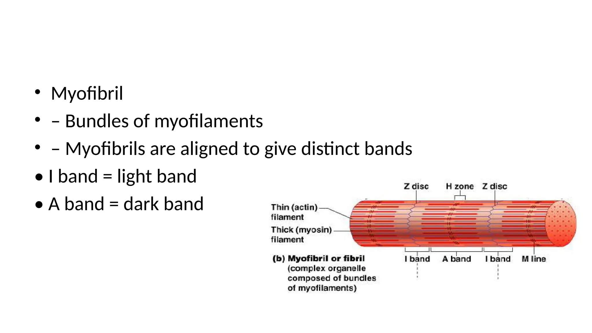 • Myofibril
• – Bundles of myofilaments
• – Myofibrils are aligned to give distinct bands
• I band = light band
• A band = dark band
 