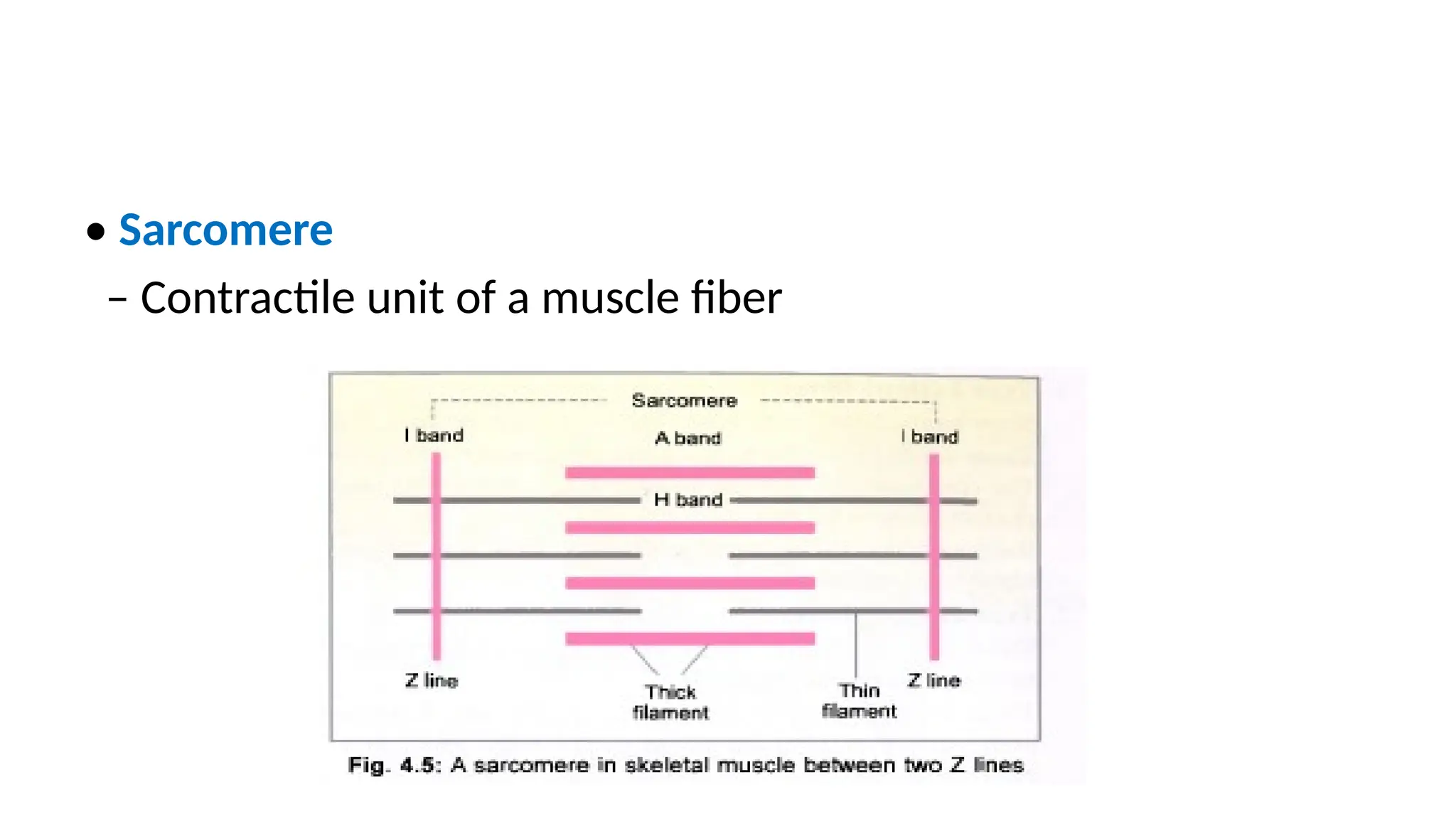 • Sarcomere
– Contractile unit of a muscle fiber
 
