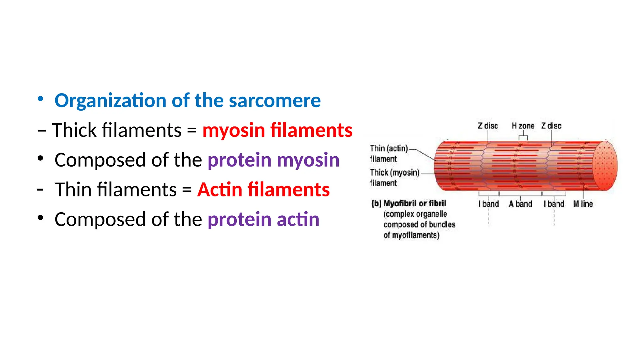 • Organization of the sarcomere
– Thick filaments = myosin filaments
• Composed of the protein myosin
- Thin filaments = Actin filaments
• Composed of the protein actin
 