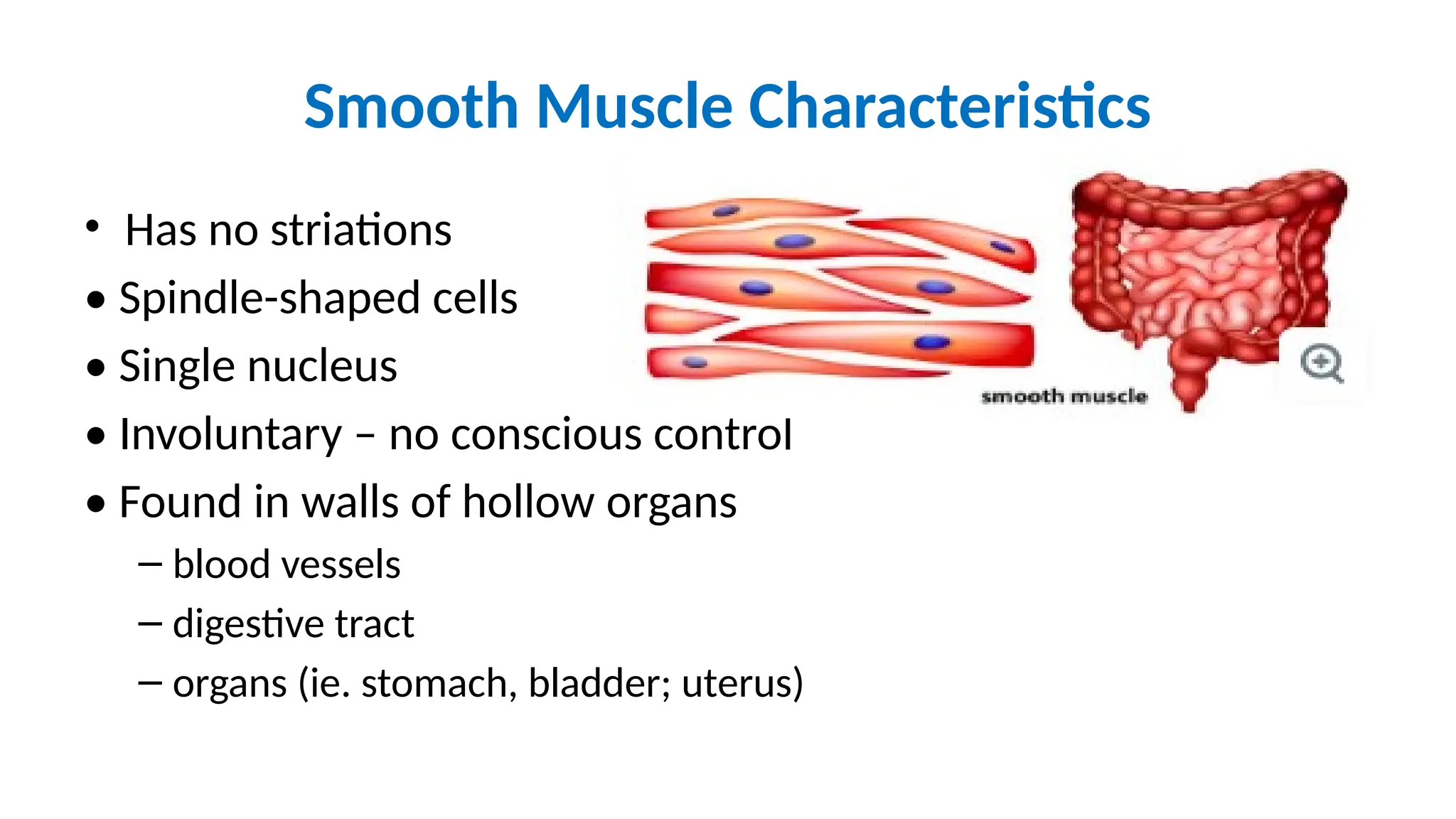 Smooth Muscle Characteristics
• Has no striations
• Spindle-shaped cells
• Single nucleus
• Involuntary – no conscious control
• Found in walls of hollow organs
– blood vessels
– digestive tract
– organs (ie. stomach, bladder; uterus)
 