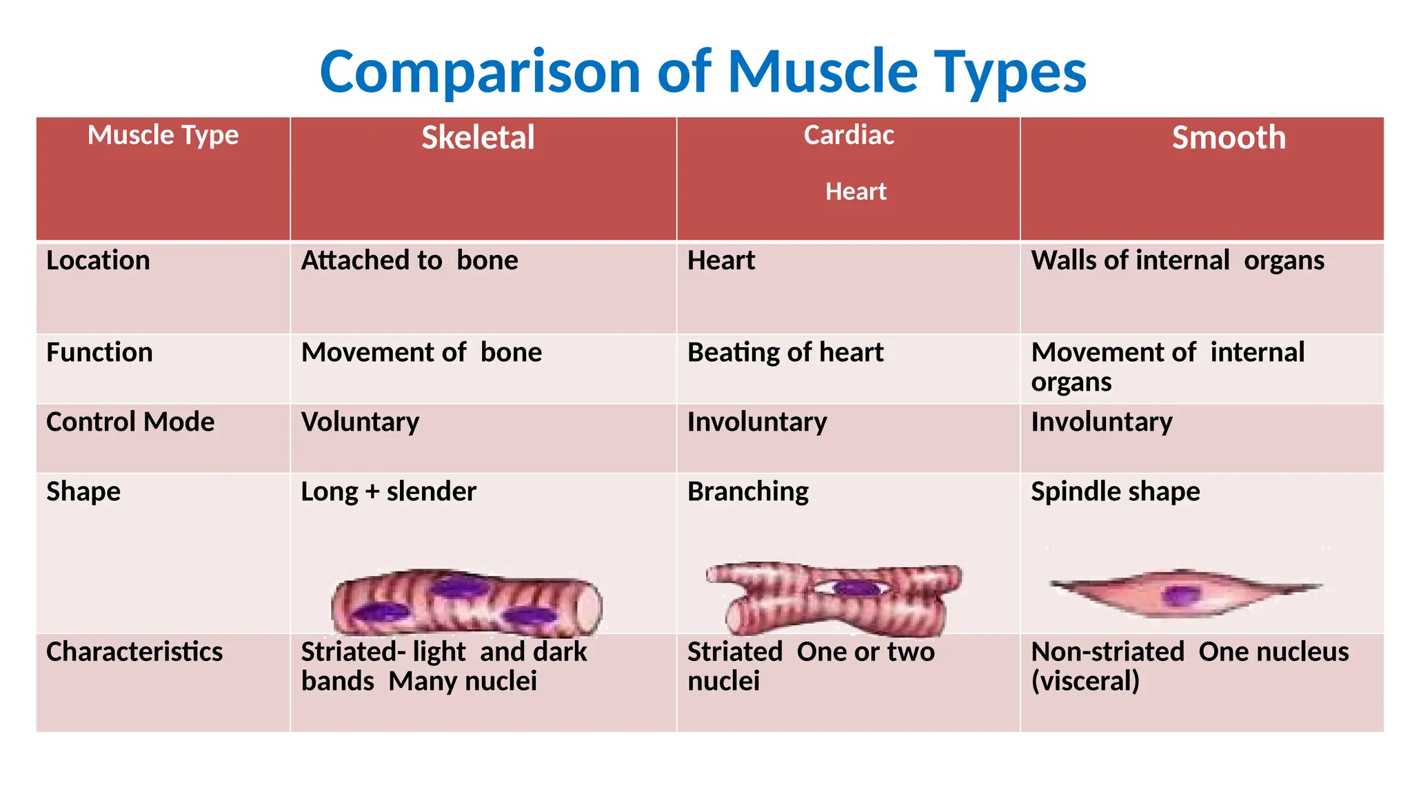 Comparison of Muscle Types
Muscle Type Skeletal Cardiac
Heart
Smooth
Location Attached to bone Heart Walls of internal organs
Function Movement of bone Beating of heart Movement of internal
organs
Control Mode Voluntary Involuntary Involuntary
Shape Long + slender Branching Spindle shape
Characteristics Striated- light and dark
bands Many nuclei
Striated One or two
nuclei
Non-striated One nucleus
(visceral)
 