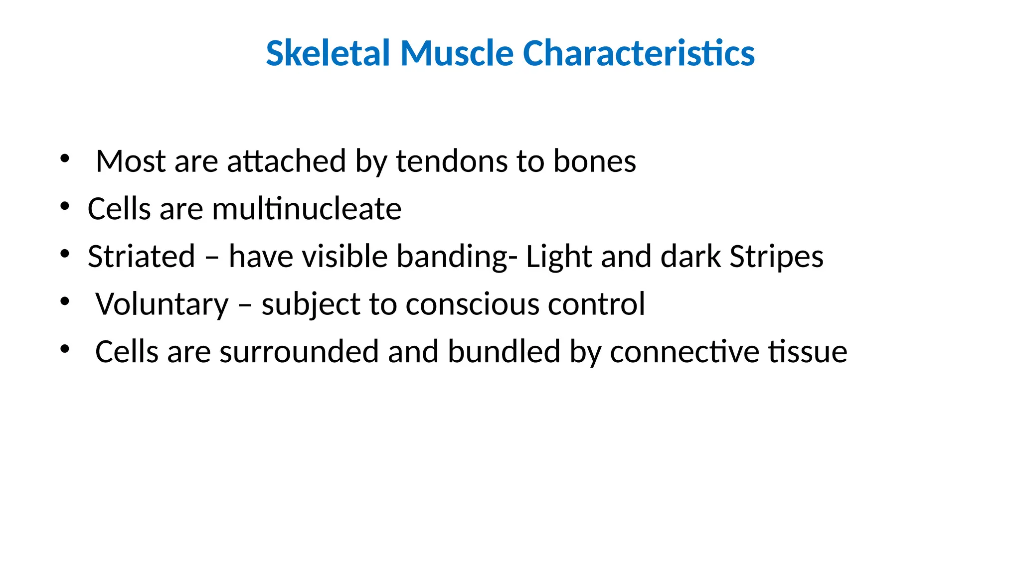 Skeletal Muscle Characteristics
• Most are attached by tendons to bones
• Cells are multinucleate
• Striated – have visible banding- Light and dark Stripes
• Voluntary – subject to conscious control
• Cells are surrounded and bundled by connective tissue
 