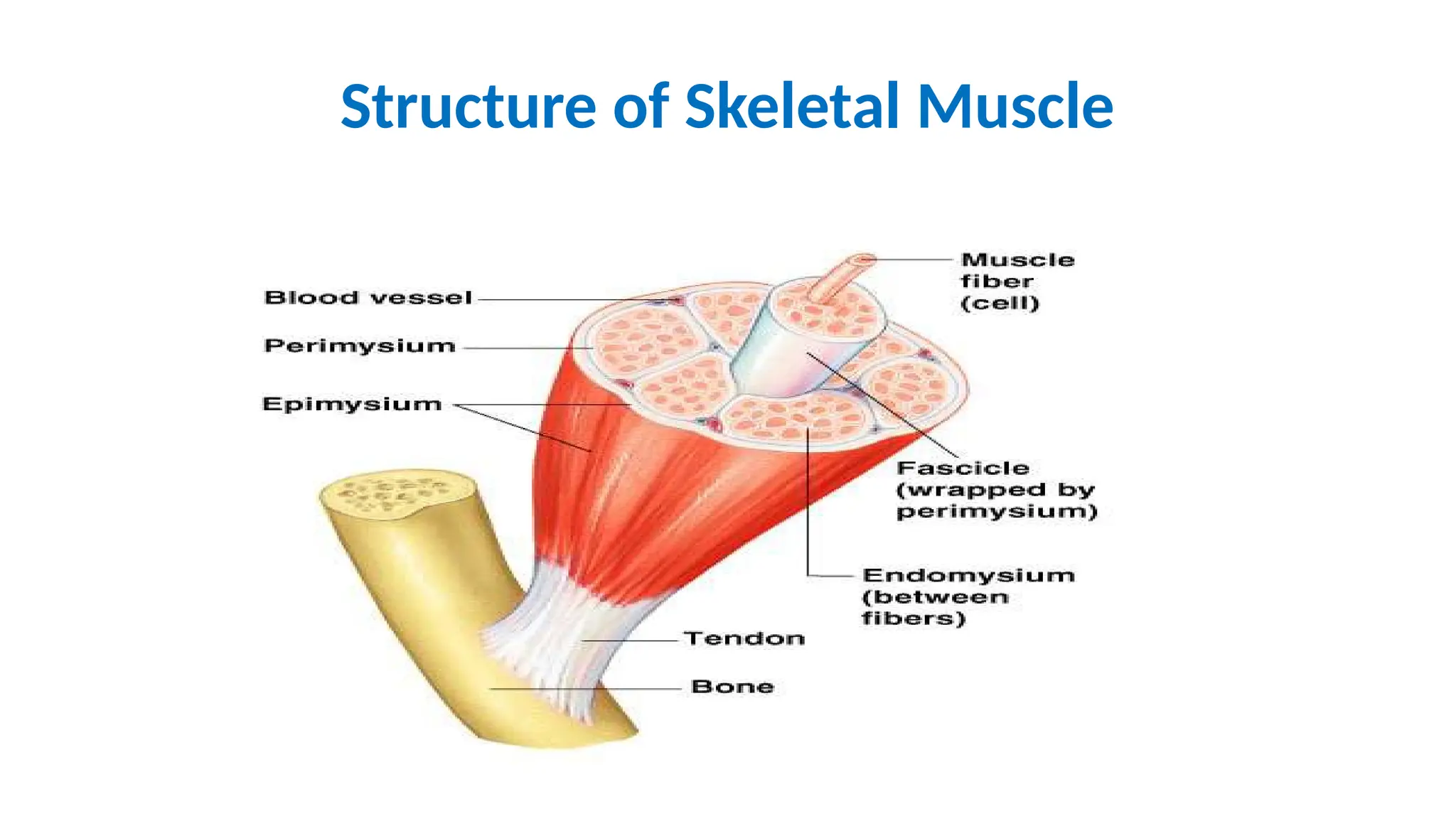 Structure of Skeletal Muscle
 