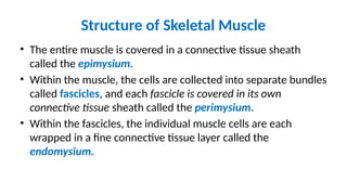 Structure of Skeletal Muscle
• The entire muscle is covered in a connective tissue sheath
called the epimysium.
• Within the muscle, the cells are collected into separate bundles
called fascicles, and each fascicle is covered in its own
connective tissue sheath called the perimysium.
• Within the fascicles, the individual muscle cells are each
wrapped in a fine connective tissue layer called the
endomysium.
 