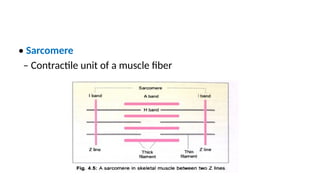 • Sarcomere
– Contractile unit of a muscle fiber
 