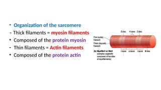 • Organization of the sarcomere
– Thick filaments = myosin filaments
• Composed of the protein myosin
- Thin filaments = Actin filaments
• Composed of the protein actin
 