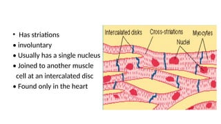 • Has striations
• involuntary
• Usually has a single nucleus
• Joined to another muscle
cell at an intercalated disc
• Found only in the heart
 