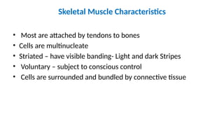 Skeletal Muscle Characteristics
• Most are attached by tendons to bones
• Cells are multinucleate
• Striated – have visible banding- Light and dark Stripes
• Voluntary – subject to conscious control
• Cells are surrounded and bundled by connective tissue
 