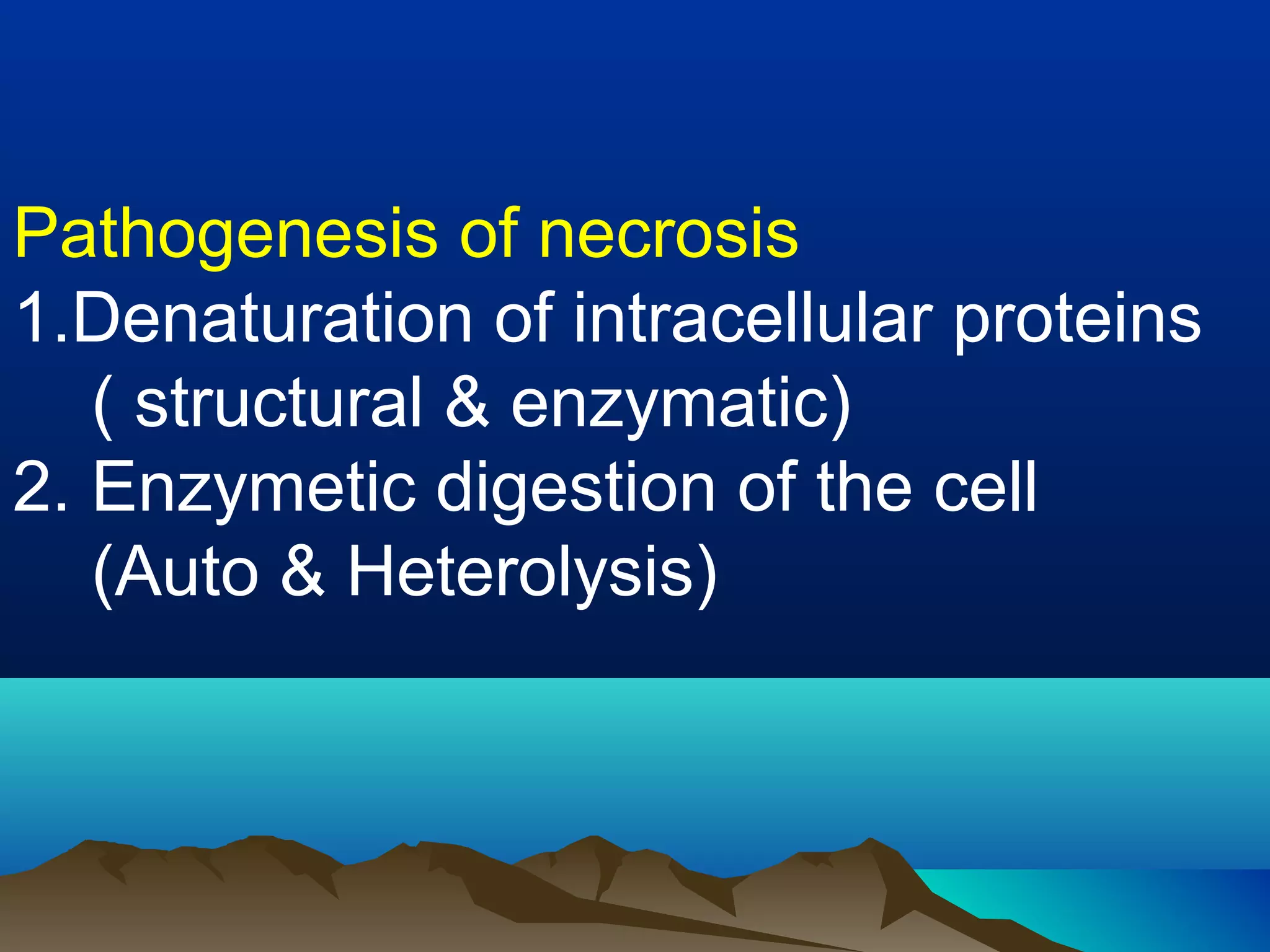 Pathogenesis of necrosis
1.Denaturation of intracellular proteins
   ( structural & enzymatic)
2. Enzymetic digestion of the cell
   (Auto & Heterolysis)
 