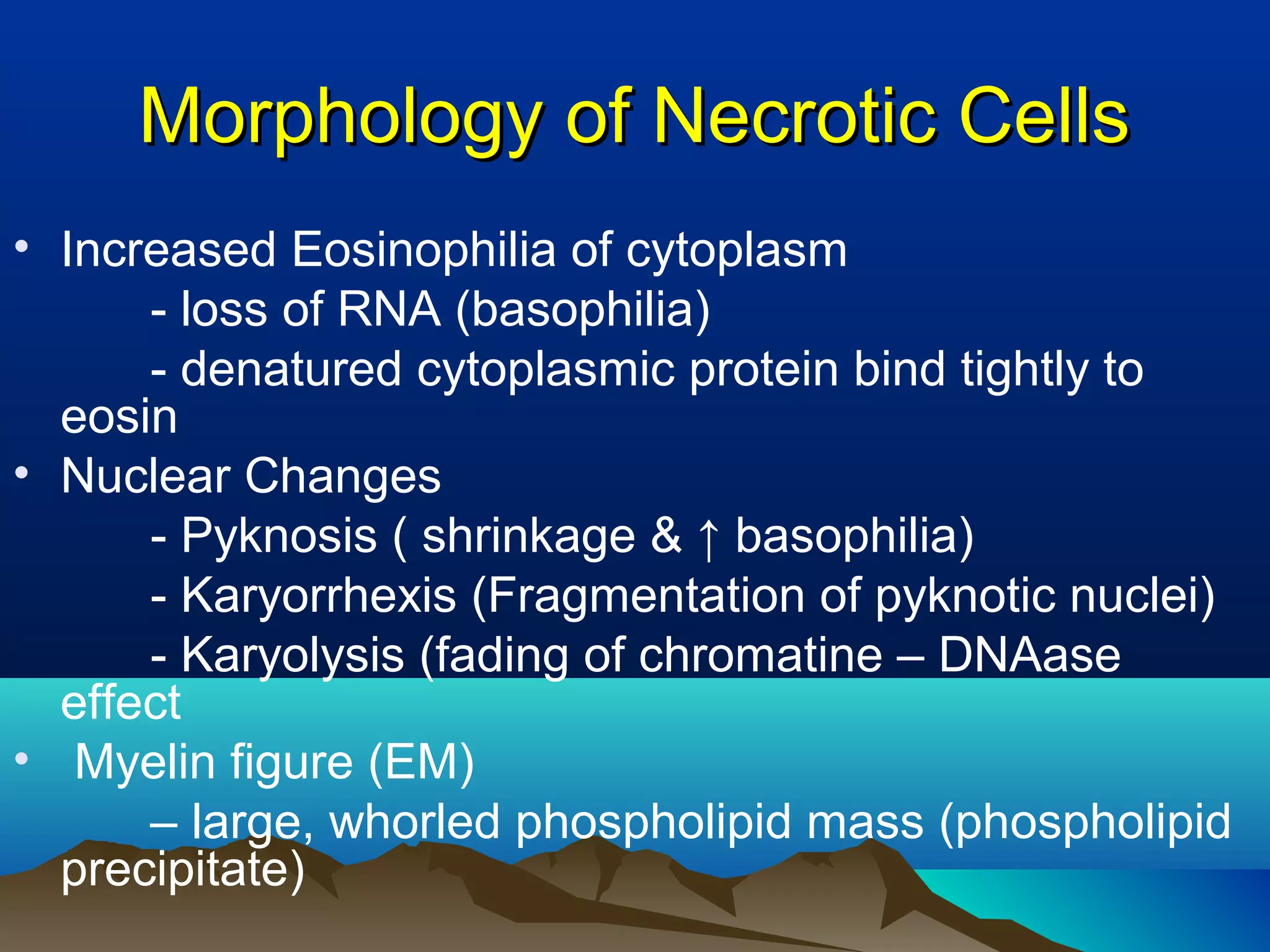 Morphology of Necrotic Cells
• Increased Eosinophilia of cytoplasm
      - loss of RNA (basophilia)
      - denatured cytoplasmic protein bind tightly to
  eosin
• Nuclear Changes
      - Pyknosis ( shrinkage & ↑ basophilia)
      - Karyorrhexis (Fragmentation of pyknotic nuclei)
      - Karyolysis (fading of chromatine – DNAase
  effect
• Myelin figure (EM)
      – large, whorled phospholipid mass (phospholipid
  precipitate)
 
