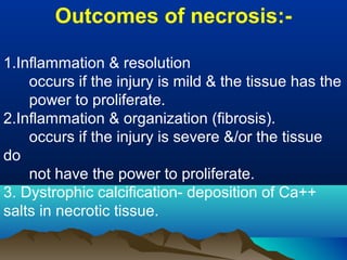 Outcomes of necrosis:-

1.Inflammation & resolution
    occurs if the injury is mild & the tissue has the
    power to proliferate.
2.Inflammation & organization (fibrosis).
    occurs if the injury is severe &/or the tissue
do
    not have the power to proliferate.
3. Dystrophic calcification- deposition of Ca++
salts in necrotic tissue.
 