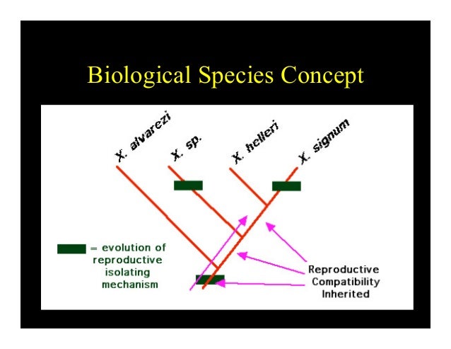 phylogenetic species concept problems