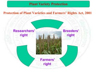Protection of Plant Varieties and Farmers’ Rights Act, 2001
Breeders’
right
Farmers’
right
Researchers’
right
Plant Variety Protection
 