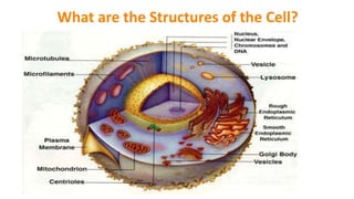What are the Structures of the Cell?
 