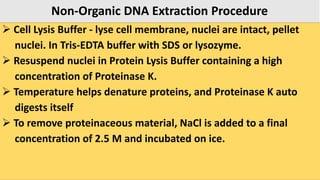 Non-Organic DNA Extraction Procedure
 Cell Lysis Buffer - lyse cell membrane, nuclei are intact, pellet
nuclei. In Tris-EDTA buffer with SDS or lysozyme.
 Resuspend nuclei in Protein Lysis Buffer containing a high
concentration of Proteinase K.
 Temperature helps denature proteins, and Proteinase K auto
digests itself
 To remove proteinaceous material, NaCl is added to a final
concentration of 2.5 M and incubated on ice.
 