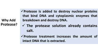 Why Add
Protease?
Protease is added to destroy nuclear proteins
that bind DNA and cytoplasmic enzymes that
breakdown and destroy DNA.
Protease treatment increases the amount of
intact DNA that is extracted.
 The protease solution already contains
salt.
 