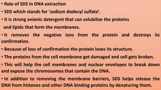 • Role of SDS in DNA extraction
• SDS which stands for 'sodium dodecyl sulfate’.
• It is strong anionic detergent that can solubilize the proteins
and lipids that form the membranes.
• It removes the negative ions from the protein and destroys its
confirmation.
• Because of loss of confirmation the protein loses its structure.
• The proteins from the cell membrane get damaged and cell gets broken.
• This will help the cell membranes and nuclear envelopes to break down
and expose the chromosomes that contain the DNA.
• In addition to removing the membrane barriers, SDS helps release the
DNA from histones and other DNA binding proteins by denaturing them.
 