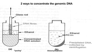 2 ways to concentrate the genomic DNA
70% final conc.
“spooling” Ethanol precipitation
 