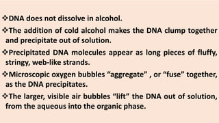 DNA does not dissolve in alcohol.
The addition of cold alcohol makes the DNA clump together
and precipitate out of solution.
Precipitated DNA molecules appear as long pieces of fluffy,
stringy, web-like strands.
Microscopic oxygen bubbles “aggregate” , or “fuse” together,
as the DNA precipitates.
The larger, visible air bubbles “lift” the DNA out of solution,
from the aqueous into the organic phase.
 