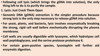 • Following cell lysis (which brings the gDNA into solution), the only
thing left to do is to purify the sample.
1. Lysis: Just Crack Them Open
• Genomic DNA (gDNA) extraction is the simpler procedure because
strong lysis is the only step necessary to release gDNA into solution.
• For yeast, plants, and bacteria, lysis involves enzymatically breaking
the strong, rigid cell wall before mechanically disrupting the plasma
membrane.
• Cell walls are usually digestible with lysozyme, which hydrolyzes cell
wall peptidoglycans, and the serine protease proteinase K.
• For certain gram-positive species, lysostaphin will further aid
enzymatic digestion.
 