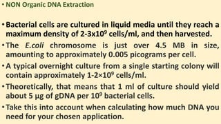 • NON Organic DNA Extraction
•Bacterial cells are cultured in liquid media until they reach a
maximum density of 2-3x109 cells/ml, and then harvested.
•The E.coli chromosome is just over 4.5 MB in size,
amounting to approximately 0.005 picograms per cell.
•A typical overnight culture from a single starting colony will
contain approximately 1-2×109 cells/ml.
•Theoretically, that means that 1 ml of culture should yield
about 5 µg of gDNA per 109 bacterial cells.
•Take this into account when calculating how much DNA you
need for your chosen application.
 