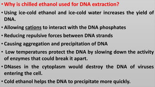 •Why is chilled ethanol used for DNA extraction?
• Using ice-cold ethanol and ice-cold water increases the yield of
DNA.
• Allowing cations to interact with the DNA phosphates
• Reducing repulsive forces between DNA strands
• Causing aggregation and precipitation of DNA
• Low temperatures protect the DNA by slowing down the activity
of enzymes that could break it apart.
• DNases in the cytoplasm would destroy the DNA of viruses
entering the cell.
• Cold ethanol helps the DNA to precipitate more quickly.
 