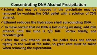 Concentrating DNA Alcohol Precipitation
Solutes that may be trapped in the precipitate may be
removed by washing the DNA pellet with a solution of 70%
ethanol.
Ethanol reduces the hydration shell surrounding DNA…
 To make certain that no DNA is lost during washing, add 70%
ethanol until the tube is 2/3 full. Vortex briefly, and
recentrifuged.
 After the 70% ethanol wash, the pellet does not adhere
tightly to the wall of the tube, so great care must be taken
when removing the supernatant.
 