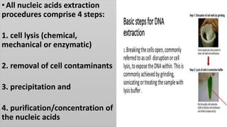 •All nucleic acids extraction
procedures comprise 4 steps:
1. cell lysis (chemical,
mechanical or enzymatic)
2. removal of cell contaminants
3. precipitation and
4. purification/concentration of
the nucleic acids
 