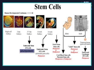 Lect 1- INTRODUCTION TO STEM CELLS.ppt