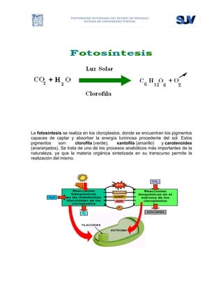  
La fotosíntesis se realiza en los cloroplastos, donde se encuentran los pigmentos
capaces de captar y absorber la energía luminosa procedente del sol. Estos
pigmentos son: clorofila (verde), xantofila (amarillo) y carotenoides
(anaranjados). Se trata de uno de los procesos anabólicos más importantes de la
naturaleza, ya que la materia orgánica sintetizada en su transcurso permite la
realización del mismo.
 