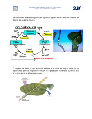  
Se transforma materia inorgánica en orgánica: a partir de la fuente de carbono del
dióxido de carbono del aire.
El oxígeno se libera como producto residual y lo usan la mayor parte de los
organismos para la respiración celular y se producen sustancias químicas que
sirven de alimento a los organismos.
 