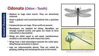 Odonata (Odon : Tooth)
• Medium to large sized insects. They are attractively
coloured.
• Head is globular and constricted behind into a petiolate
neck.
• Compound eyes are large. Three ocelli are present.
• Mouthparts are adapted for biting. Mandibles are
strongly toothed Lacinia and galea are fused to form
mala which is also toothed.
• Wings are either equal or sub equal, membraneous;
venation is net work like with many cross veins.
• Wings have a dark pterostigma towards the costal apex.
Wing flexing mechanism is absent.
• Legs are anteroventrally placed. They are suited for
grasping, holding and conveying the prey to the mouth.
@Bhubanananda Adhikari
General
Characters
 