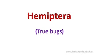 Hemiptera
(True bugs)
@Bhubanananda Adhikari
 