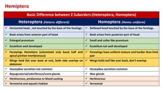 Suborder Homoptera Exopterygote | PPTX