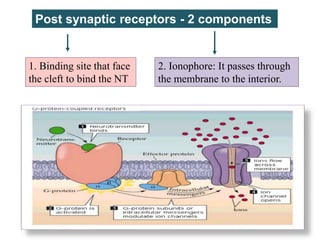 Post synaptic receptors - 2 components
1. Binding site that face
the cleft to bind the NT
2. Ionophore: It passes through
the membrane to the interior.
 